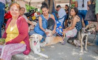Reducción de 37.000 crías en condición de abandono gracias a jornadas de esterilización animal en el Huila