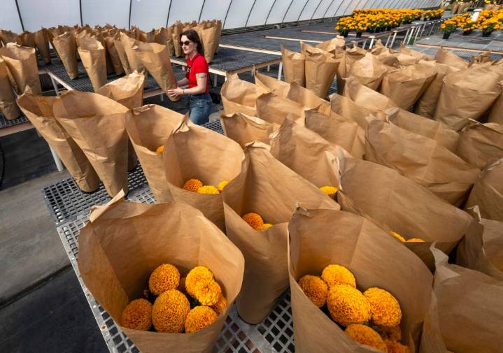 OCC horticulture program sells Dia de los Muertos marigolds, communities plan events