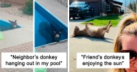 Donkeys Can Be Cute Too And Here Are 40 Pics To Prove That