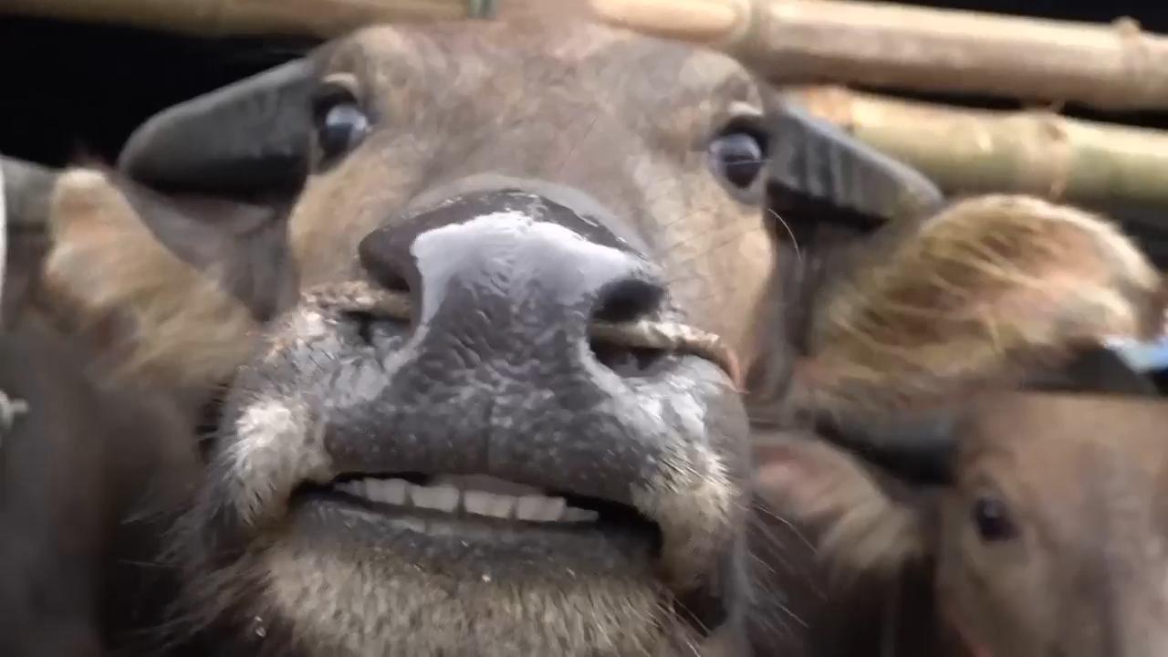 Thai buffaloes transform from beasts of labour into thoroughbreds in annual race event