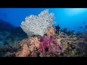 Coral reefs the first environmental system to pass climate "tipping point," report says
