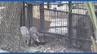 Jacksonville zoo welcomes three baby warthogs
