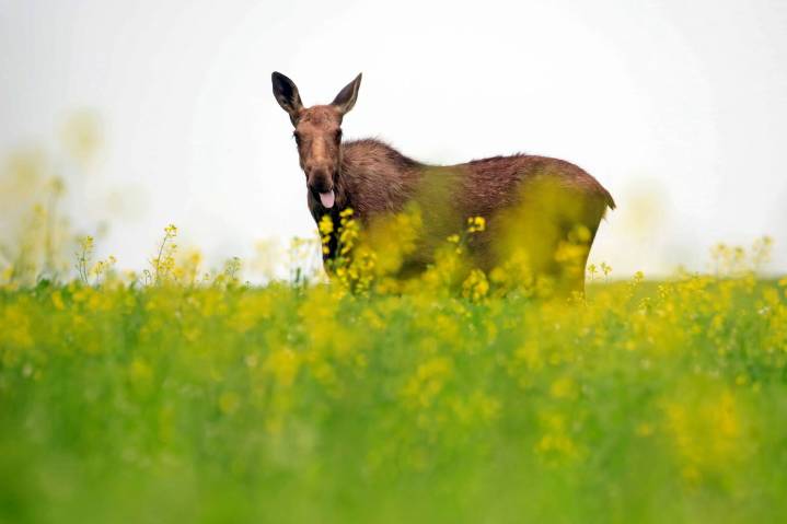 Legal challenges over province’s moose licence cuts tossed