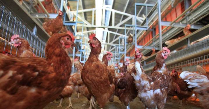 Highly contagious bird flu detected at Georgia commercial chicken facility