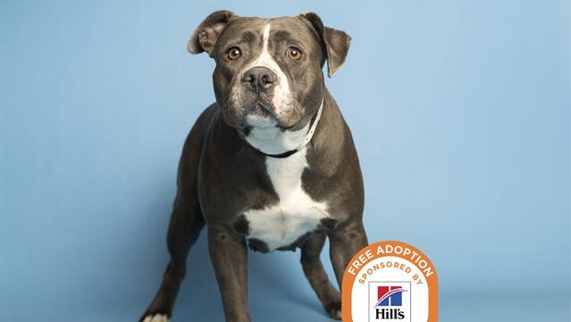 Phoenix pet adoptions: Bring one of these furry friends home