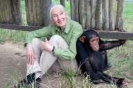Jane Goodall, reconocida etóloga británica experta mundial en chimpancés, murió a los 91 años