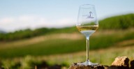 Curso | “Elaboración de vinos tintos y blancos. Cata por variedades de uva"