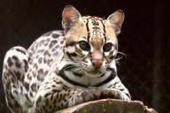 Video: Registran en libertad a “Huellita”, la ocelote más longeva del planeta
