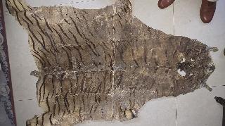 MP News: Three Held With Tiger Skin In East Mandla; Hunt On For Others