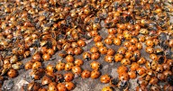 Ladybirds 'invading homes' in Stoke-on