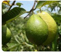 “Arazá costero: de fruta “Arazá costero: de fruta prohibida a joya botánica del Caribe colombiano” CONtexto Ganaderoprohibida a joya botánica del Caribe colombiano” CONtexto Ganadero