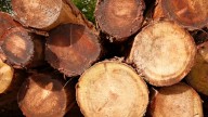 Unauthorised tree cutting sparks in Mohali outrage, municipal body orders ‘strict action’