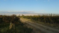 Buscan encargado general de finca en Ullum: requisitos y cómo postularse