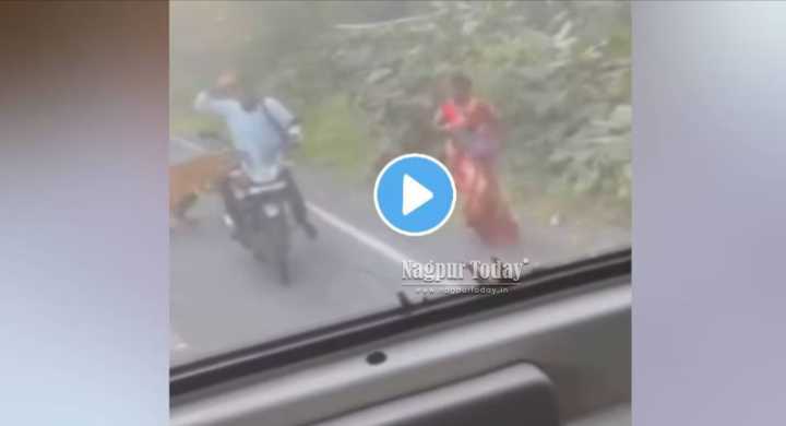 Video Nagpur: Tigress ‘K-Mark’ Attacks Vehicles on Mul–Chandrapur Highway After Losing Her Cub