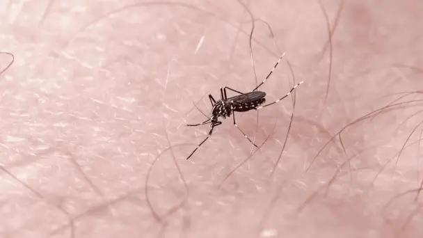 Sonora: 987 casos de dengue y cero defunciones