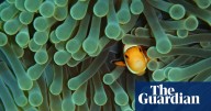 ‘From reef to retail’: experts warn global marine aquarium fish trade relies heavily on wild populations