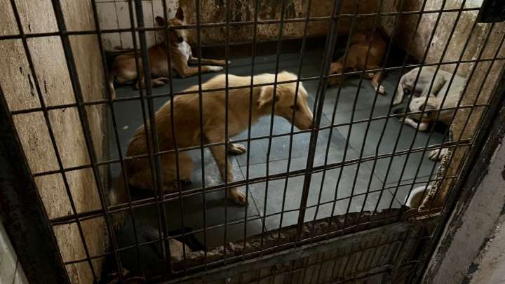 States fail to file reports on stray dogs, top court summons all chief secretaries