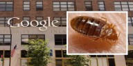 Google’s NYC Offices Hit With Bedbug Infestation: Report
