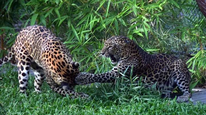 Mumbai: Biodiversity workshop at Byculla Zoo to mark World Wildlife Week
