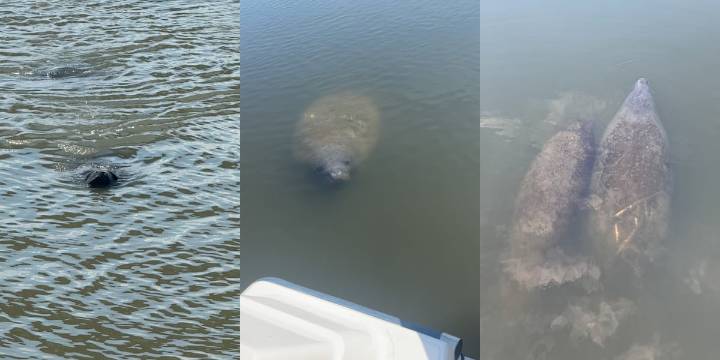 Over 230 manatees sighted in South Carolina just this year