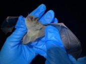 Kentucky’s bats are vital, vulnerable and often misunderstood