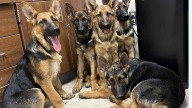 1 of 5 German shepherd puppies abandoned on M