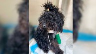 North Carolina Dog Faces Pain And Loss, Then Begins A New Chapter With Loving Caregivers