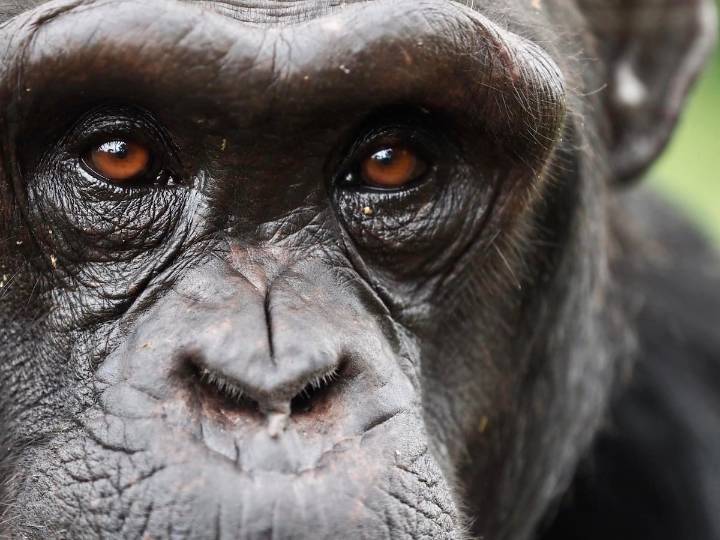 Los chimpancés cambian de creencia ante nuevas pruebas: “Compartimos el planeta con otro ser racional”