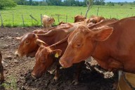 Reportan 71 nuevos casos de gusano barrenador en Yucatán: Suman 658