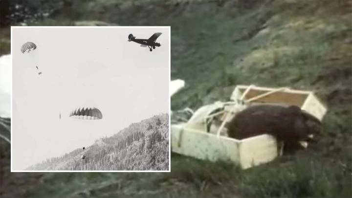 That Time Idaho Parachuted 76 Beavers Into Remote Wilderness