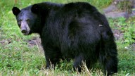 Injunction sought to halt Florida's black bear hunt