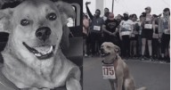 ‘Chicles’, el perrito que conquistó carreras y corazones, fallece por envenenamiento en Tijuana
