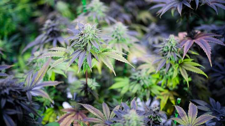 How many Kentuckians have medical marijuana cards? Find out