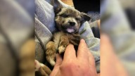 Family Finds Stray Puppy On Virginia Roadside And Their Lives Change In An Instant