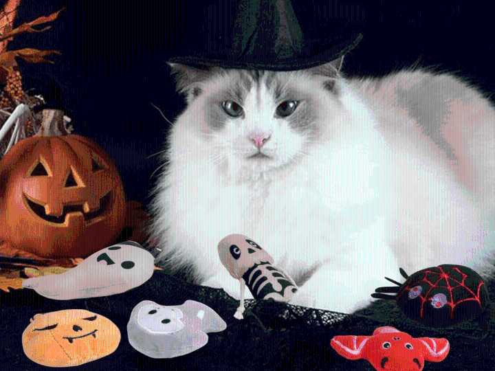 Shoppers Say Their ‘Murder-Minded Cats’ Are Obsessed With These $9 Halloween Toys & ‘Get Angry’ if Another Pet Looks at Them