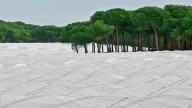 Agricultores de Doñana dejarán de cultivar con 7.000 € por hectárea y año