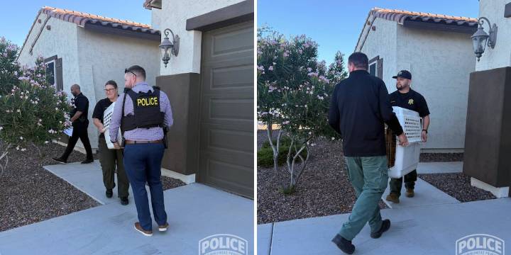 6 Cane Corsos seized from Goodyear home amid animal cruelty investigation; 1 arrested