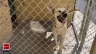 Tulsa SPCA waives adoption fees this weekend to help pets find homes