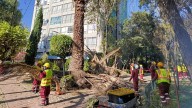 Adiós, Palmeras de Tlatelolco: Quitan Árboles y Esto Harán en la Zona de la CDMX