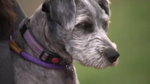 Dog hospitalized after ingesting meth at Los Alamitos park
