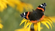 Red Admiral Butterfly: Found All the Way from Europe to Hawaii