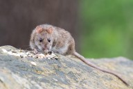 Urgent Alert: Rat Poisoning Suspected in Food Contamination in South