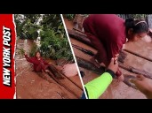 Heroic Rescue Team Saves Stranded Elder and her 10 Pigs from Typhoon