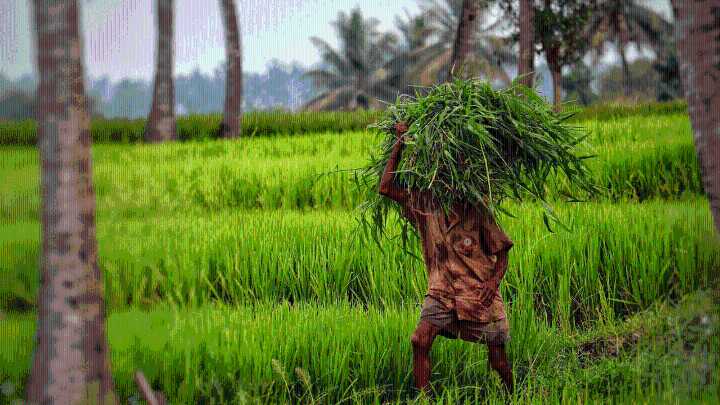 Subsidy on phosphorous, and sulphur fertilisers raised for 2025 rabi season
