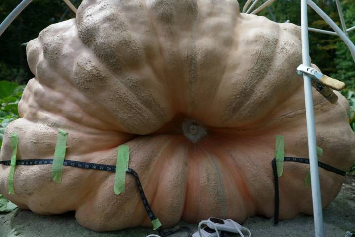 How to grow a giant pumpkin, with help from science