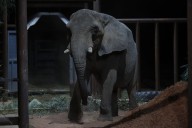 Adiós a Pupy. La última elefanta del Ecoparque porteño murió en Brasil a los 176 días de haber sido liberada