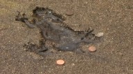 Chicago’s famous ‘rat hole’ wasn’t made by a rat, scientists find