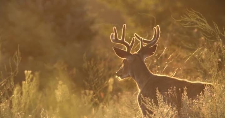 Modern firearm general deer hunting season opens in Washington state