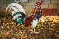 VIDEO: Hombre muere tras ser atacado por su propio gallo de pelea en Perú