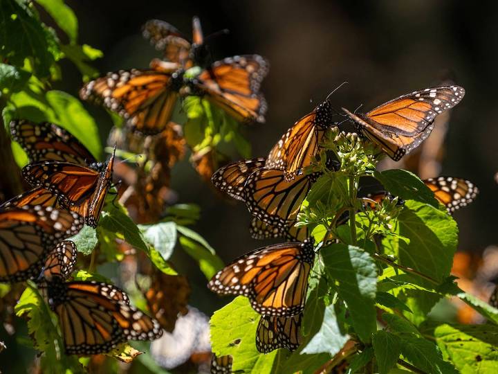 Mariposa monarca ya tiene su día nacional: 10 de noviembre